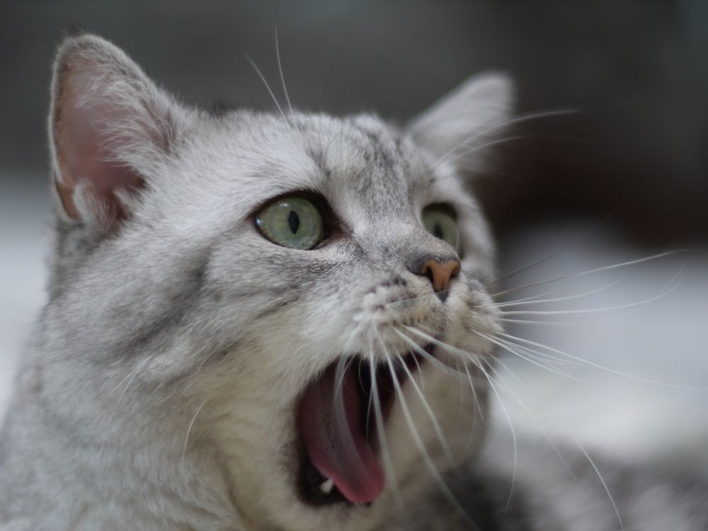 Photograph by Николай Тышкунов