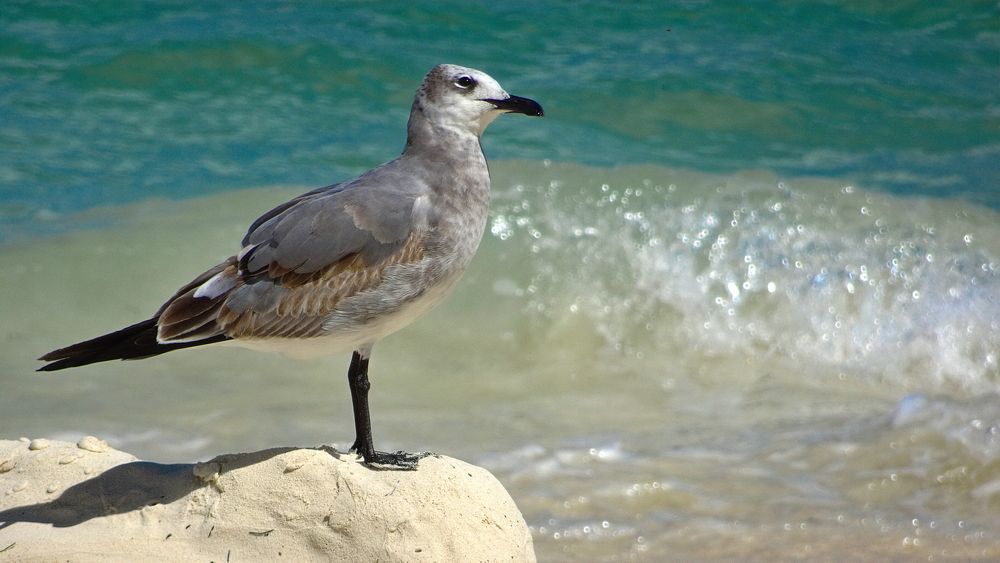 Photograph by Marcelo Luzzi