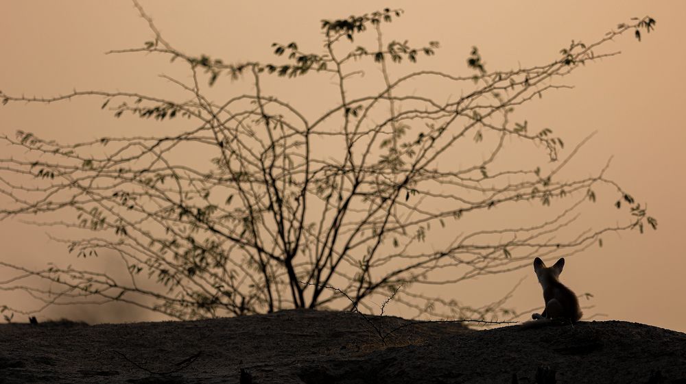 Photograph by Ankit Sharma