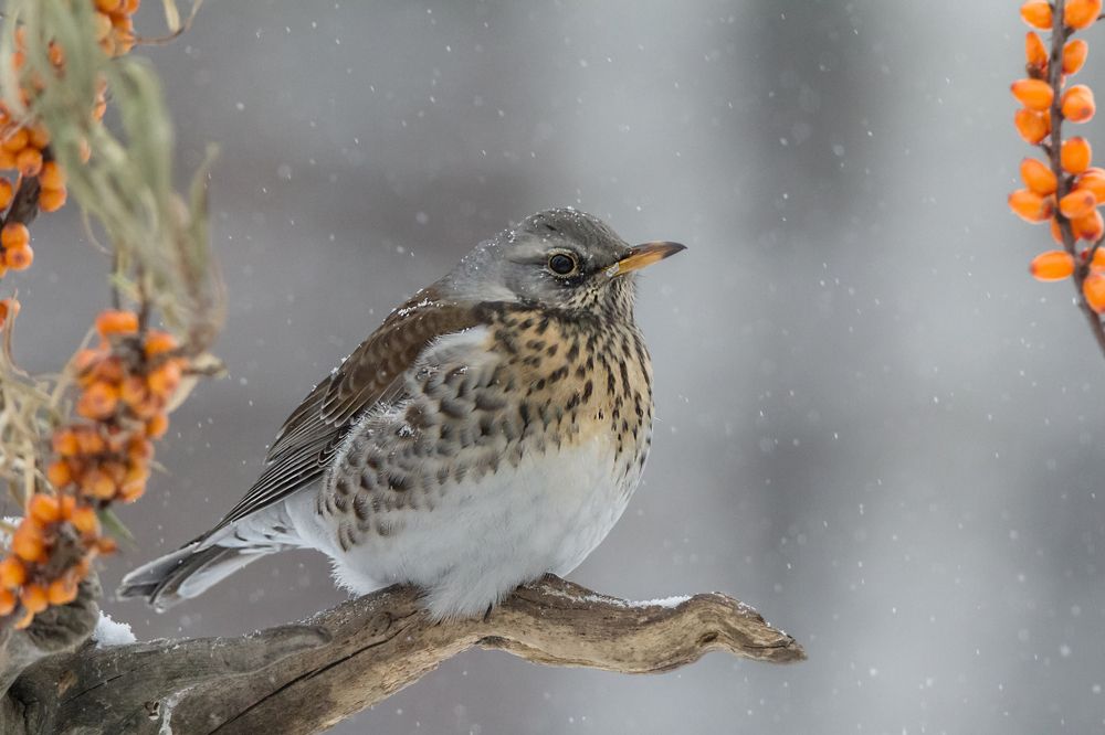 Дрозд рябинник