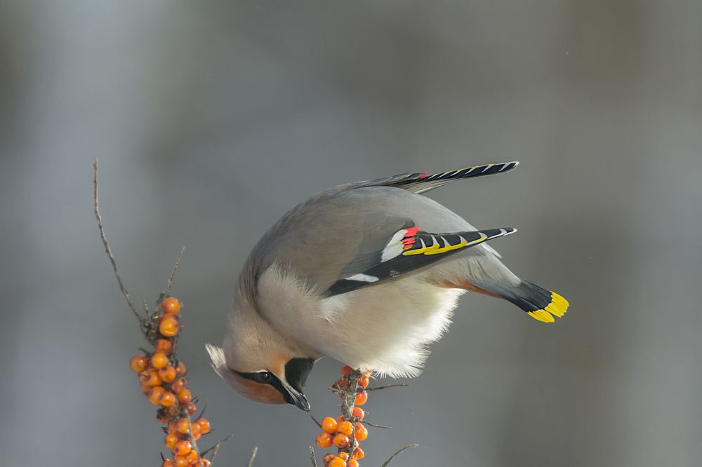Свиристель
