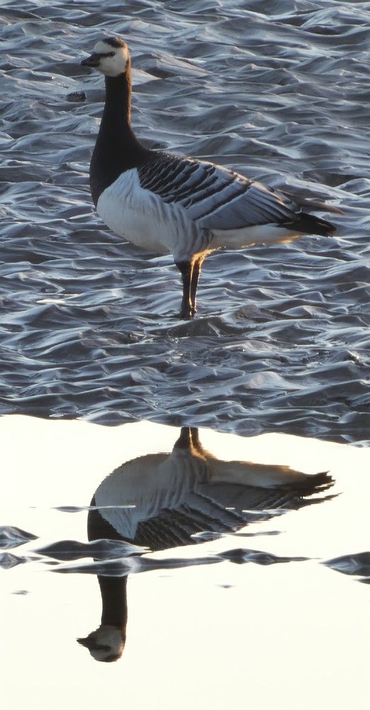 Фотография автора Michael Gault