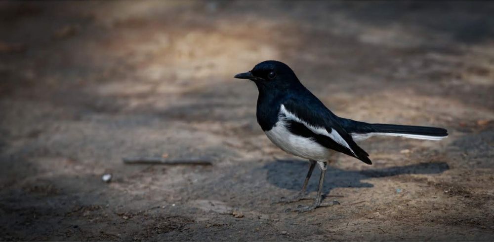 Photograph by Saurabh