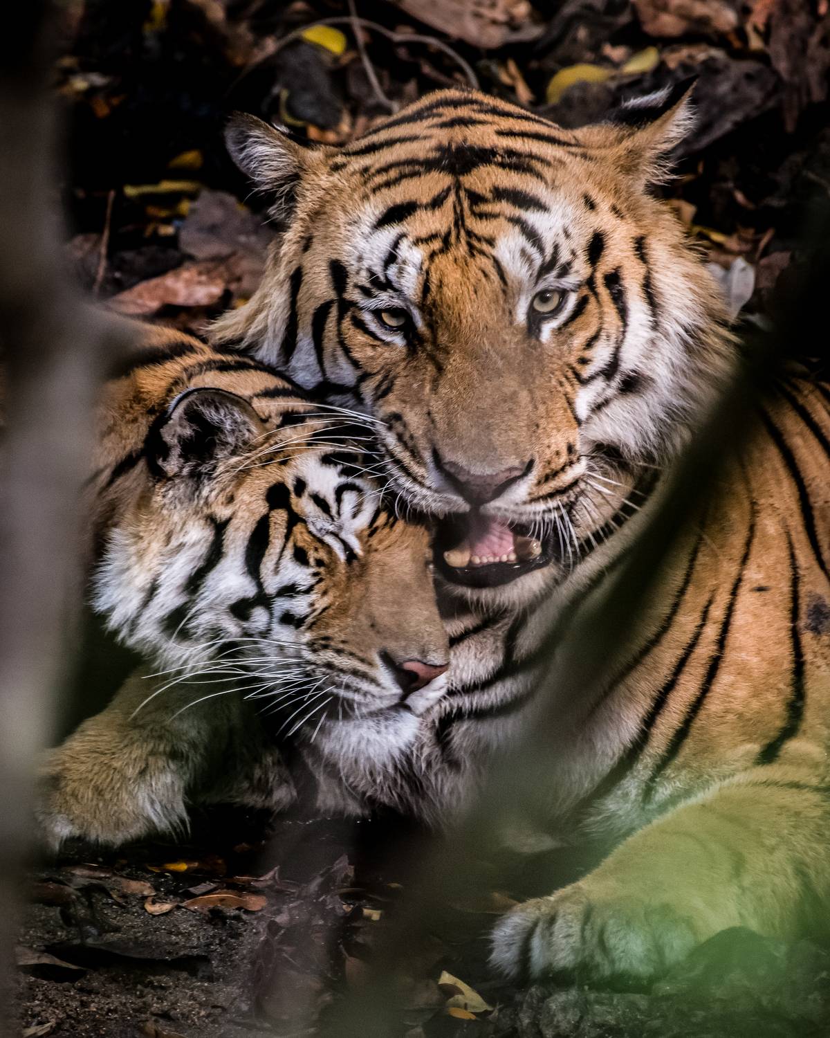 Tigers in Love