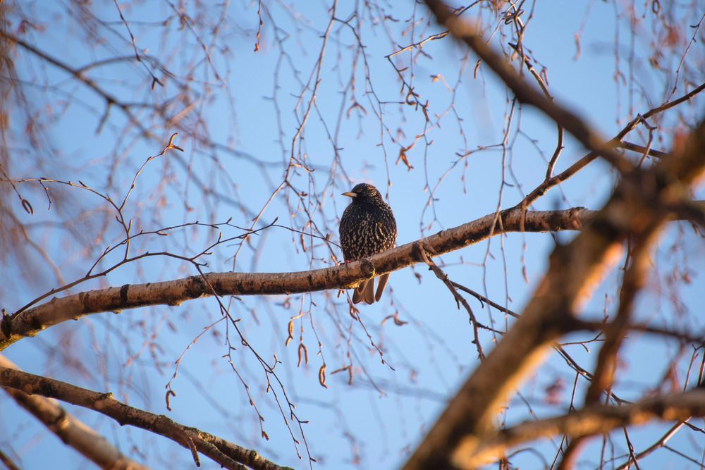 Скворец.......