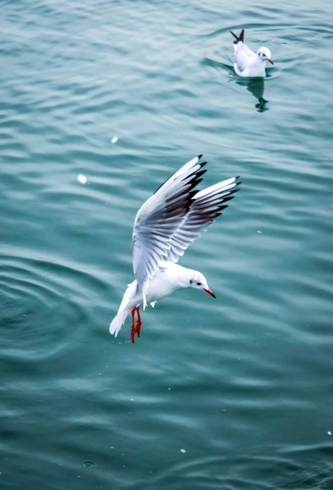 Photograph by talanavard farzad