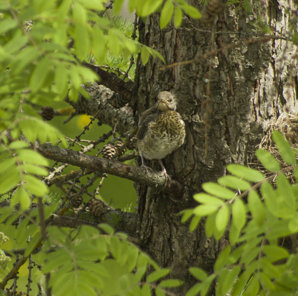 Photograph by Николай Тышкунов