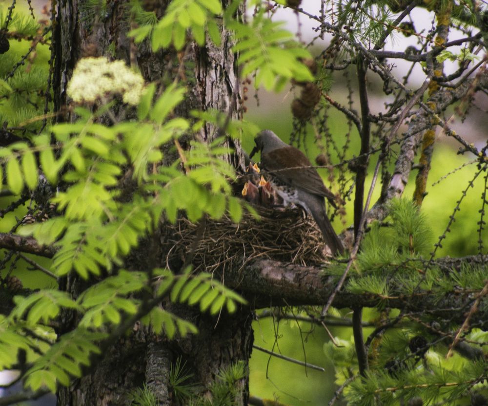 Photograph by Николай Тышкунов