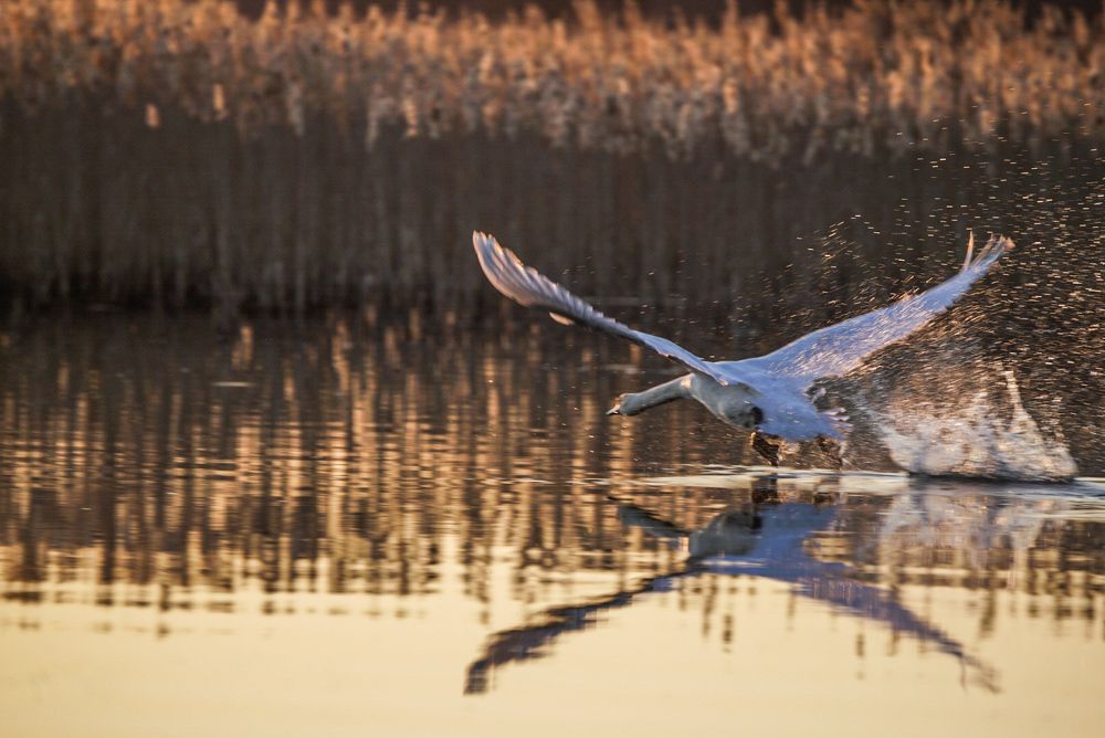 Photograph by Владимир Орлов