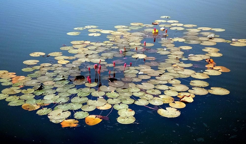 Photograph by Dharmesh S Rajput