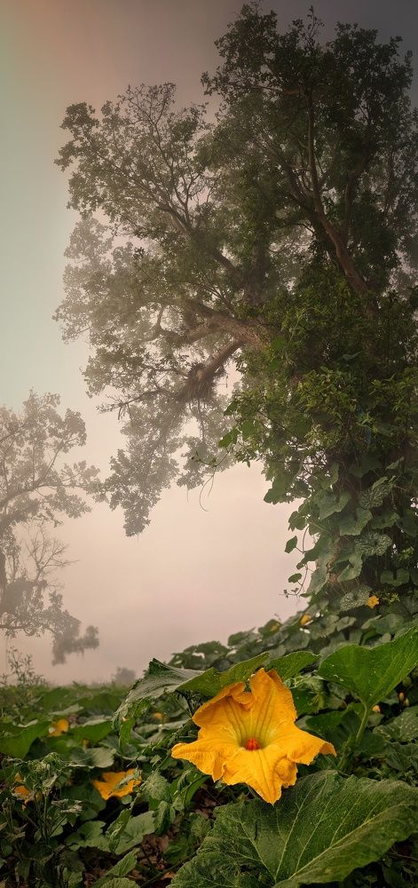 Photograph by Aryan Patil