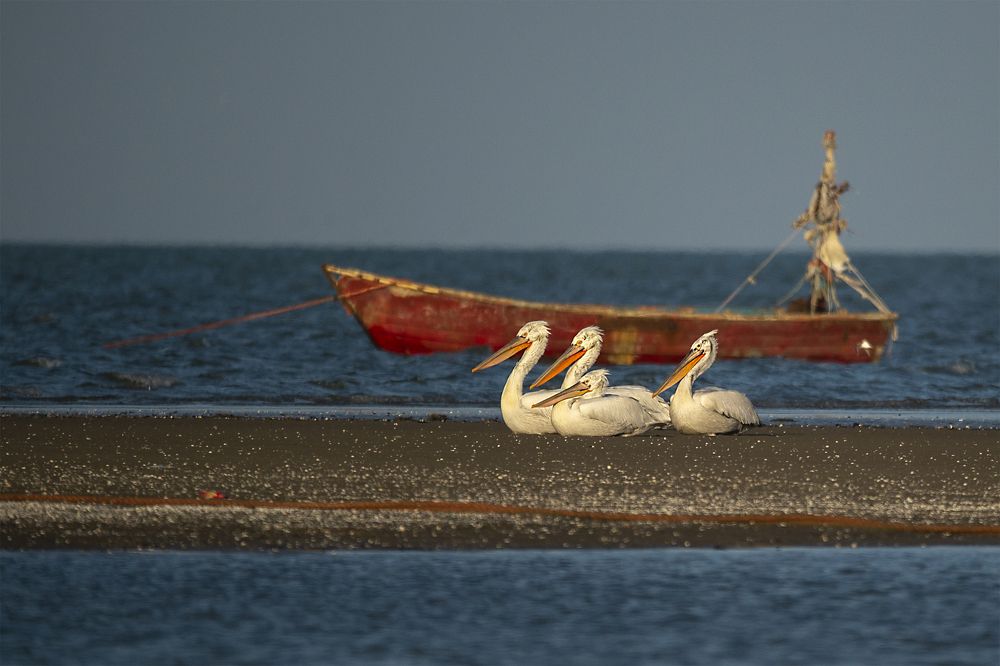 Photograph by mehdi mohebi pour