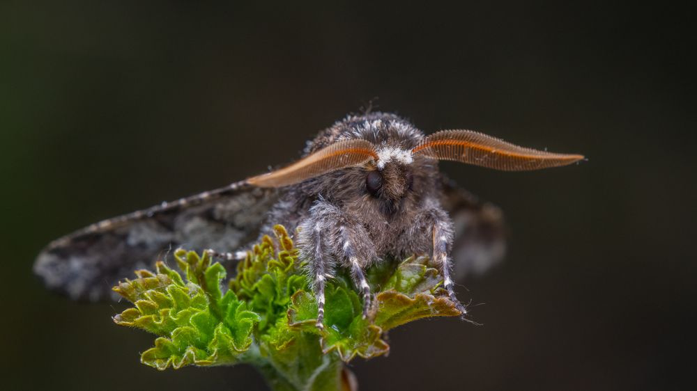 Photograph by heymans Tiffany