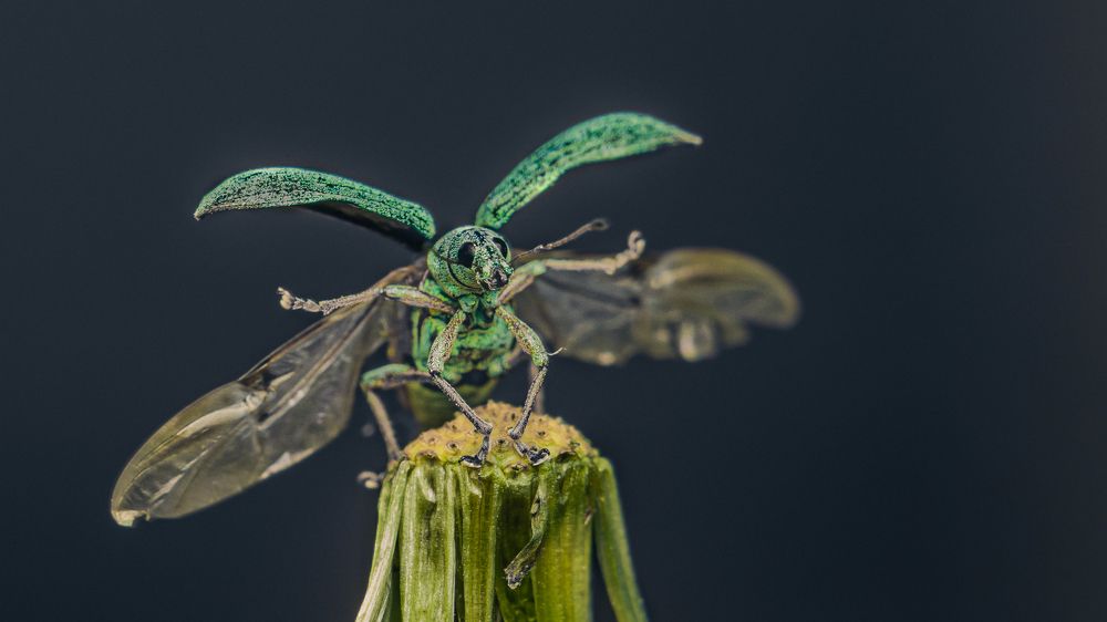 Photograph by heymans Tiffany