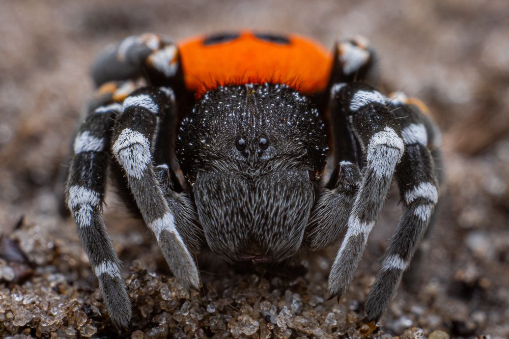 Photograph by heymans Tiffany