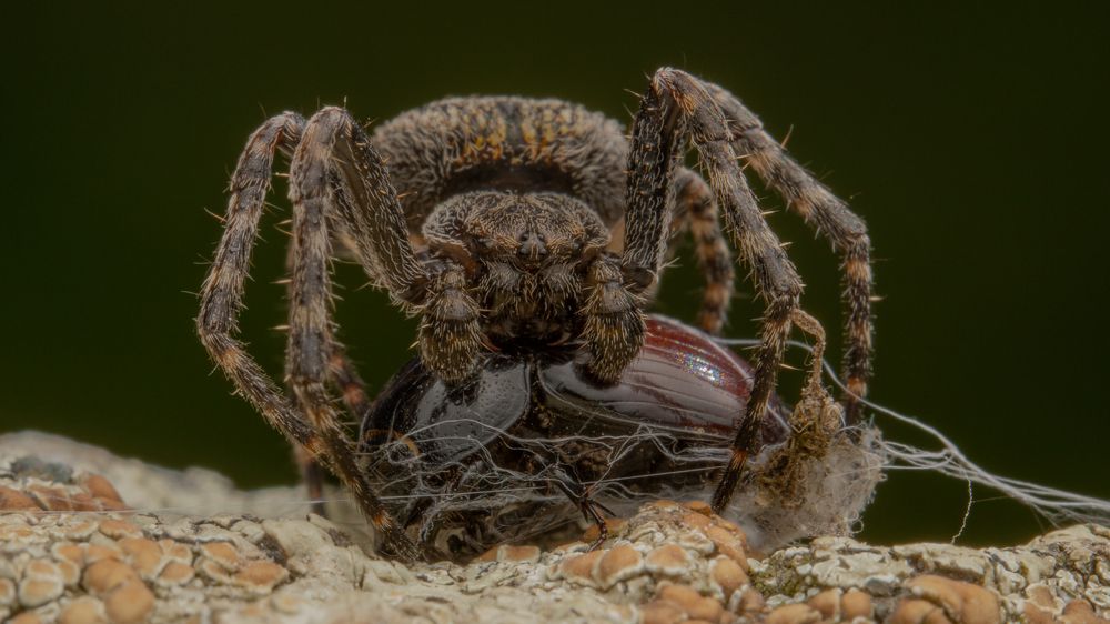 Photograph by heymans Tiffany