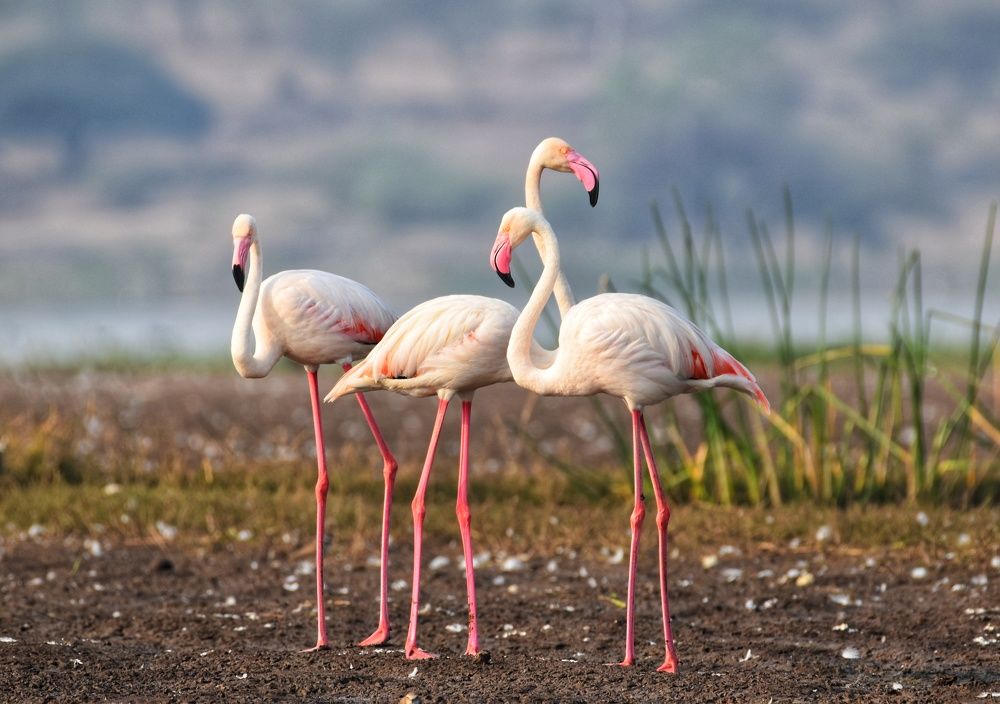 Photograph by Manoj Kumar singh