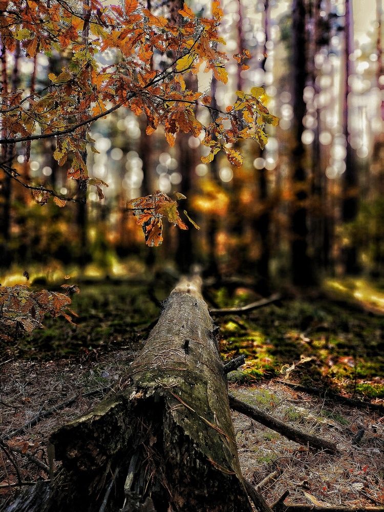 Photograph by Ольга Мартьянова