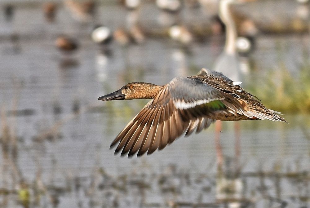 Photograph by Manoj Kumar singh