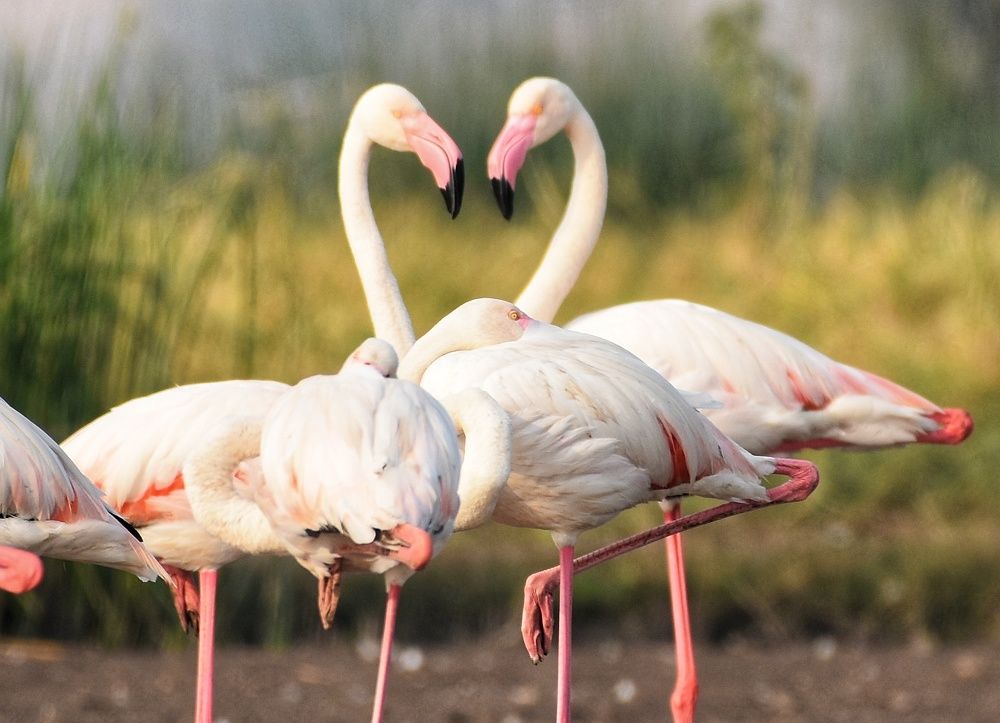 Photograph by Manoj Kumar singh