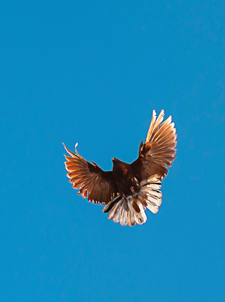 Photograph by Михаил Фенелонов