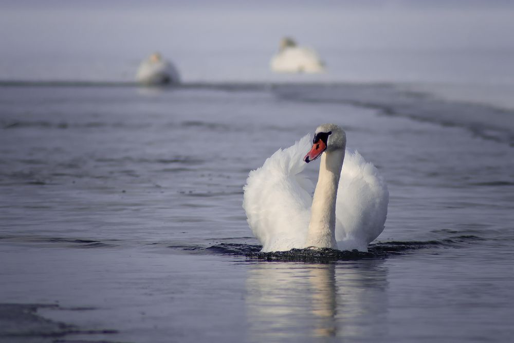 Photograph by Елена Зимацкая