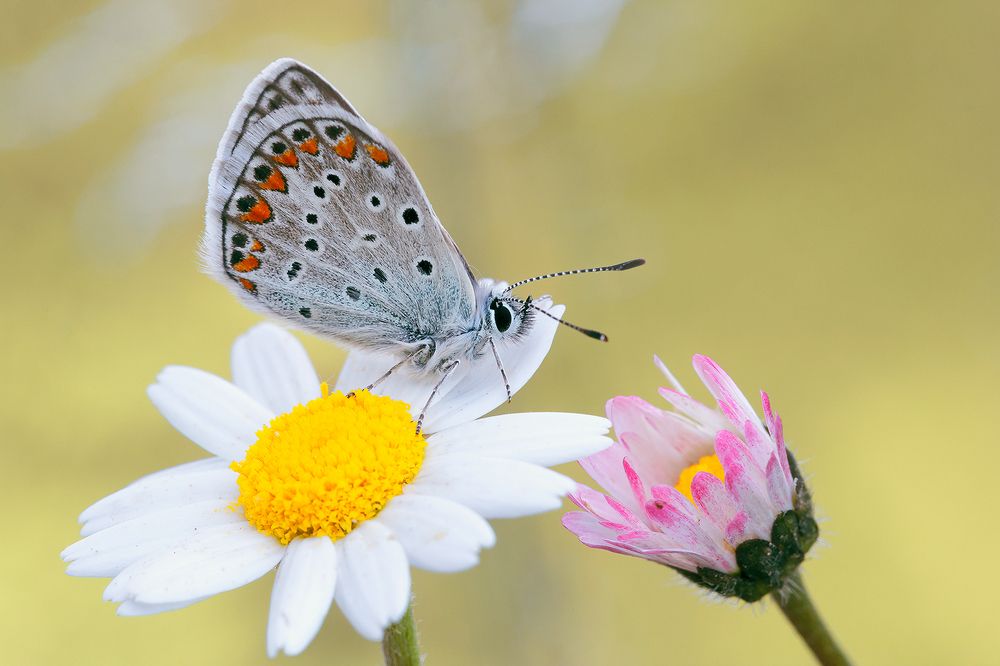 Photograph by Fabio Cartelli