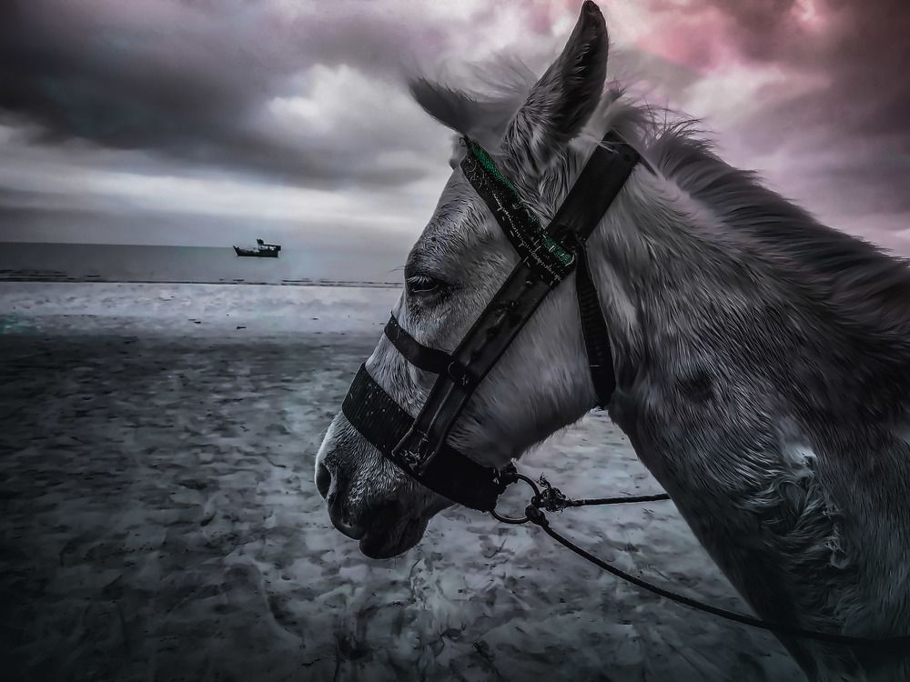 Photograph by Mehedi Hasan Shawan