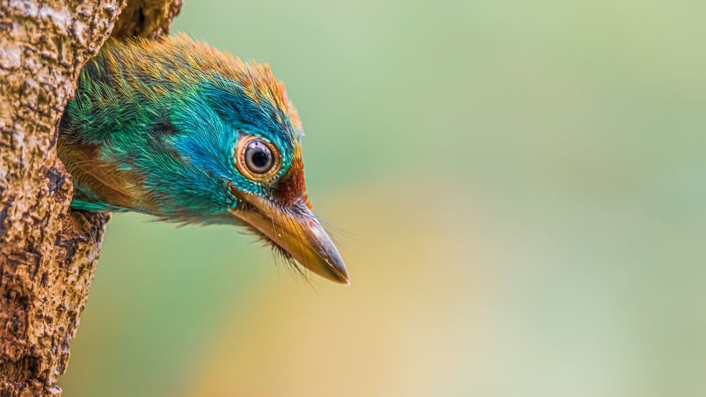 Photograph by Achintya Adhikari