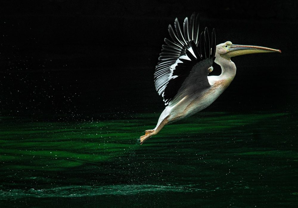 Photograph by Ayush tripathi