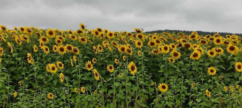 The field of sunflowers in cloudy weather