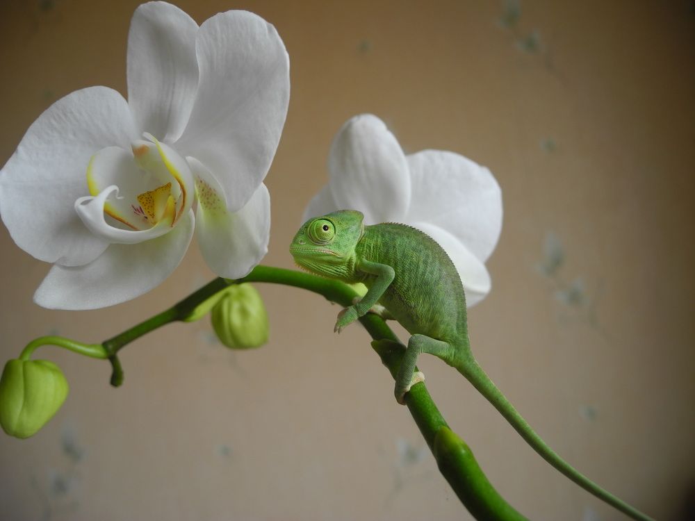 Я спрятался