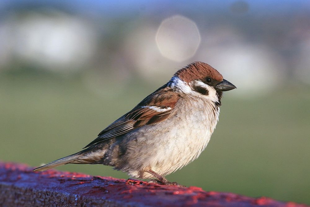 Photograph by Андрей Перешеин