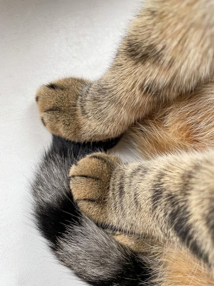 Фотография автора Юлия Недосекина