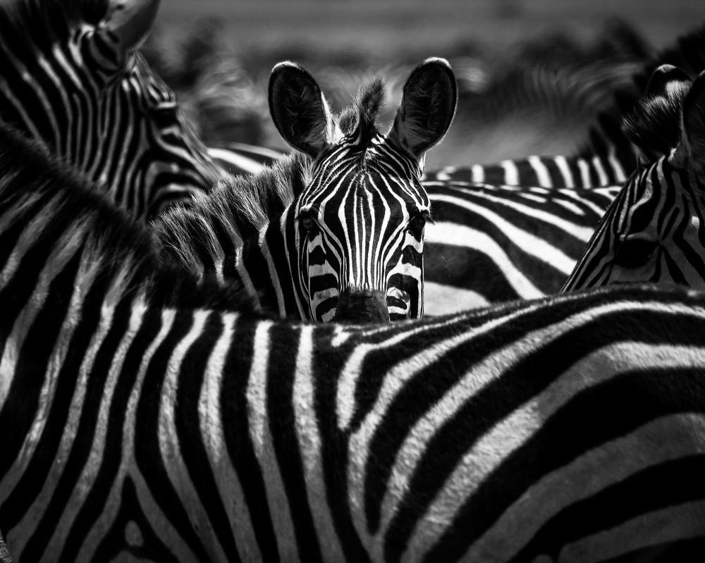 Photograph by hemedi rasuli