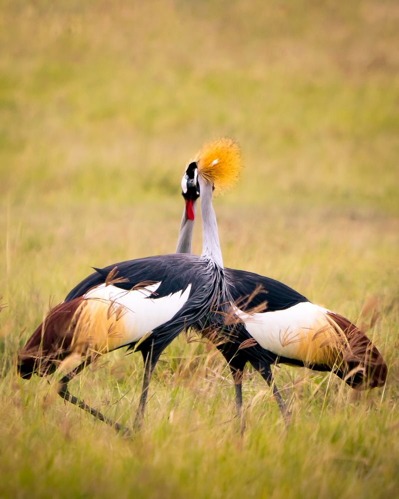 Photograph by hemedi rasuli