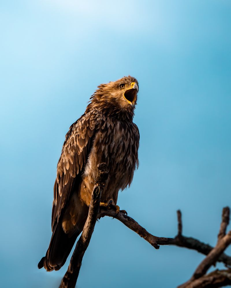 Photograph by hemedi rasuli