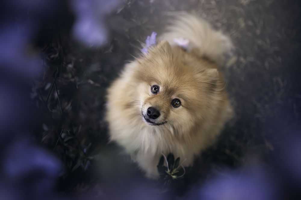 Photograph by Deise de Oliveira