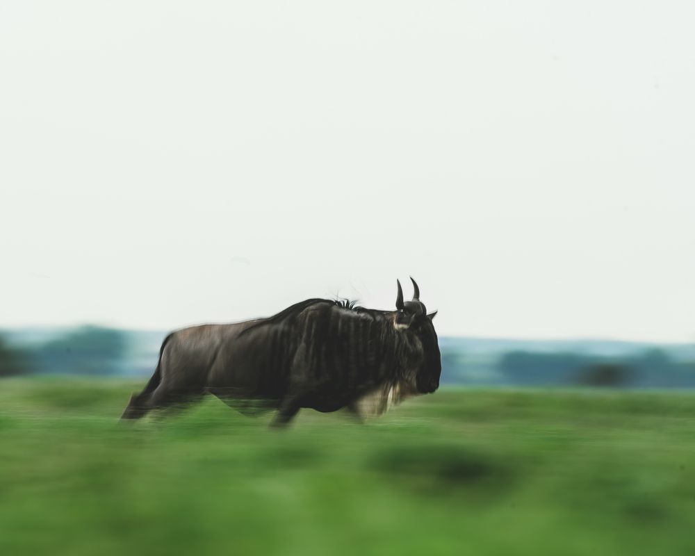 Photograph by Slym Son