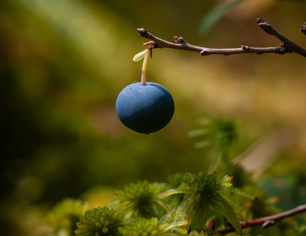 Photograph by Дарья Кончакова