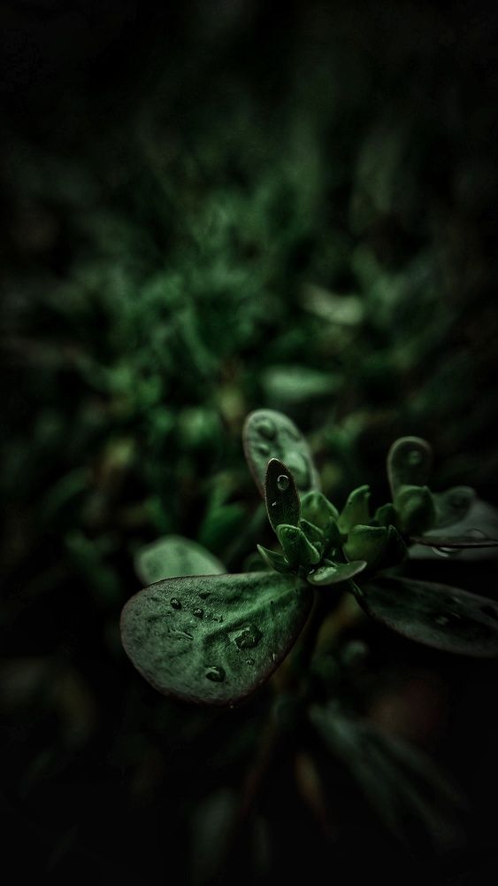 Photograph by Farid Ashtin