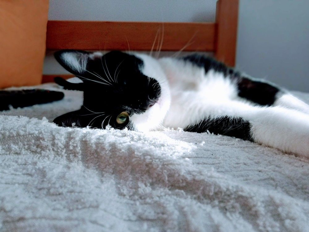 Photograph by Darko Milojevic