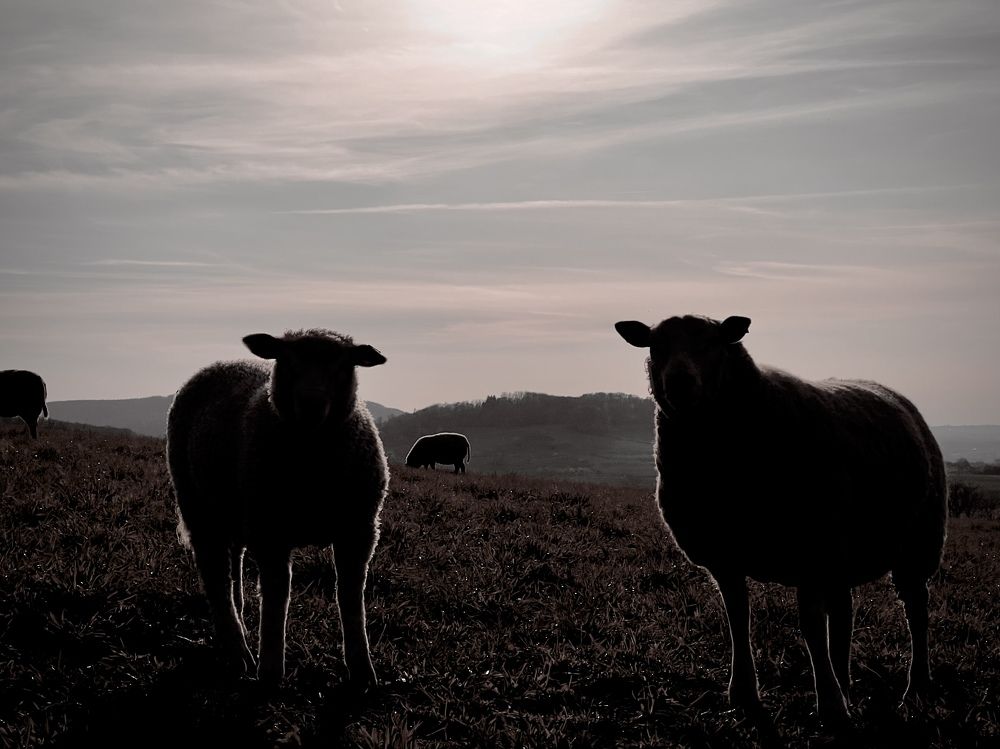 Photograph by Kate Blum