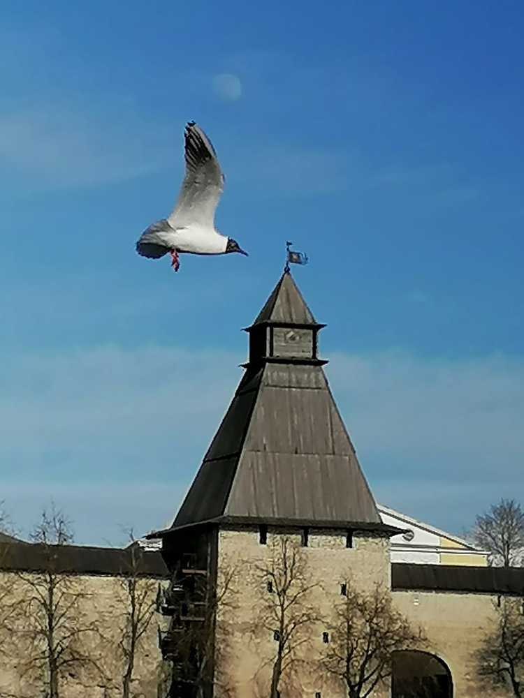Photograph by Тамара Фельдшерова