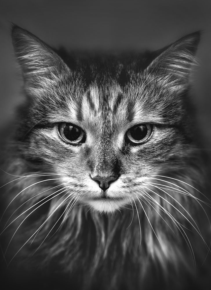 Photograph by Сергей Здерев