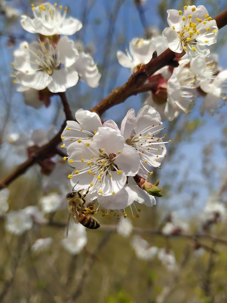Сады цветут.Апрель.