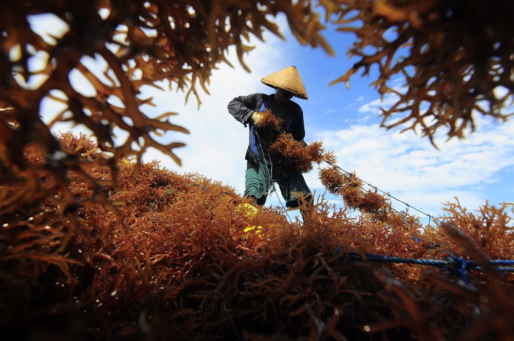 Seaweed Farmer