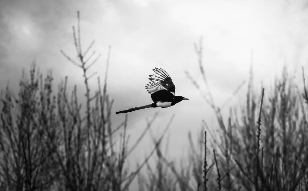 Фотография автора elyas khaghani elyas.ph