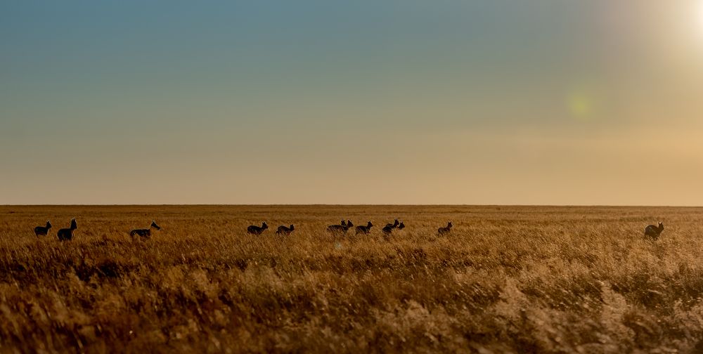 Photograph by Amarbayasgalan