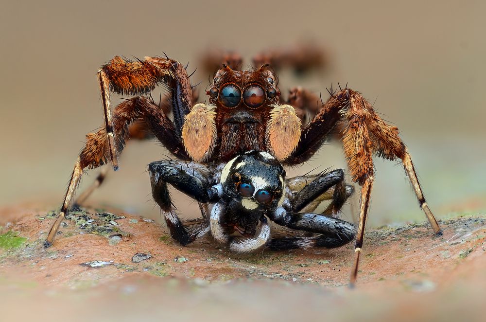 Male Portia Spiders Hunting